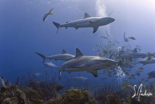 This image was taken at Ginormous Reef while diving in th... by Steven Anderson 