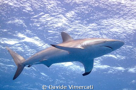 Nemo! A silk shark who, despite an imperfect fin, grew to... by Davide Vimercati 