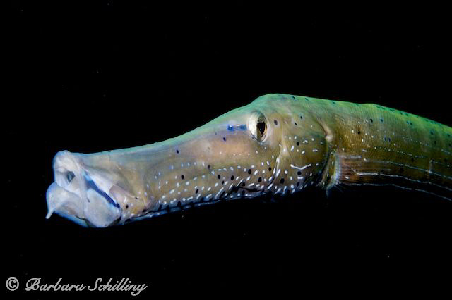 Trumpetfish not shy at all by Barbara Schilling 