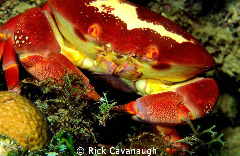 Colorful crab in Dominica by Rick Cavanaugh 