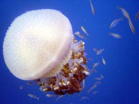 This jellyfish came past during a safety stop at Lang Ten... by Erika Antoniazzo 