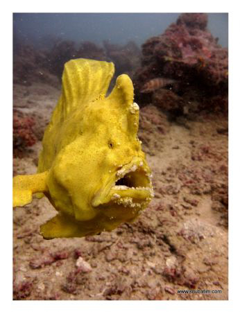 Flying Frog Fish shot on natural light with no macro, wid... by Tim Ho 