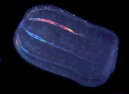 A tiny comb jelly - an old scanned film slide from 2006. ... by Mark Thomas 