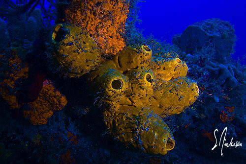 This image was taken during a dive at Breakers Reef and T... by Steven Anderson 