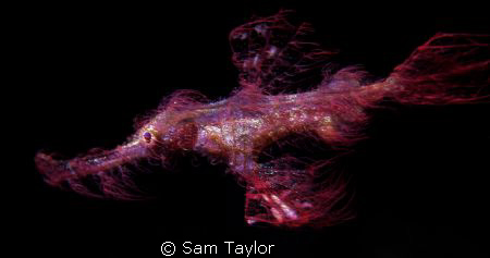 The elusive Hairy Ghost Pipefish! On an un-named explorat... by Sam Taylor 