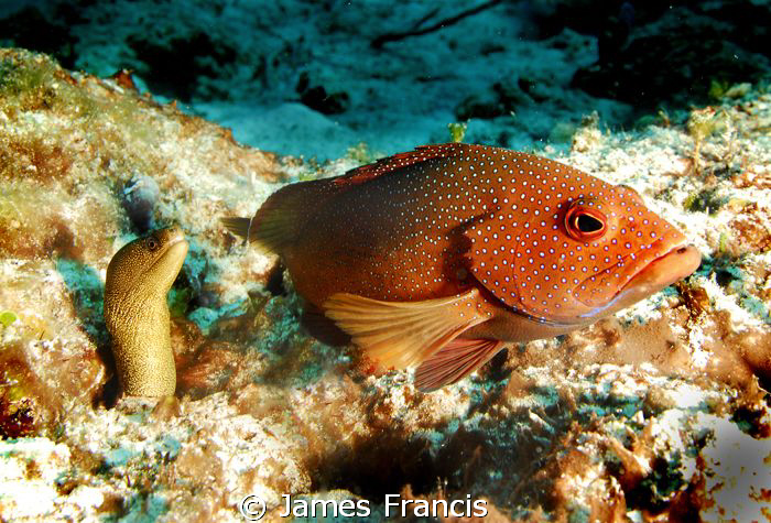 I came across this Red Hind & a small Spotted Moray worki... by James Francis 