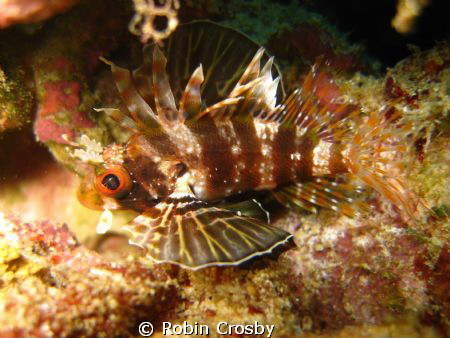 This is a Hawaiian Lionfish taken at Kewalo Pipe.  It was... by Robin Crosby 
