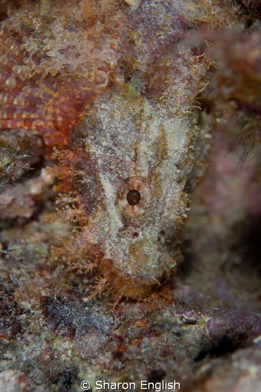 Beautiful scorpionfish by Sharon English 