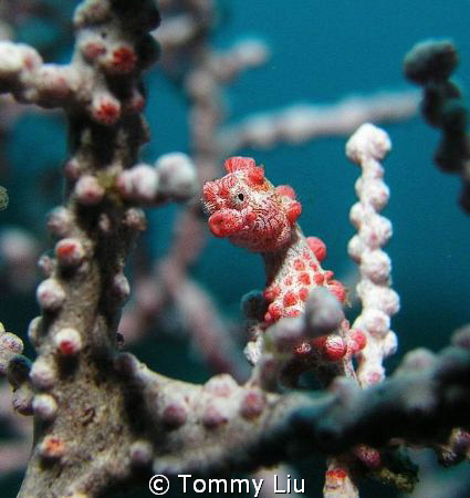 Pygmy seahorse in Tulamben by Tommy Liu 