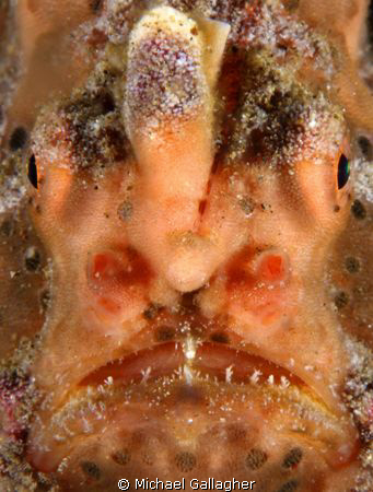 Painted frogfish portrait, Milne Bay, PNG by Michael Gallagher 