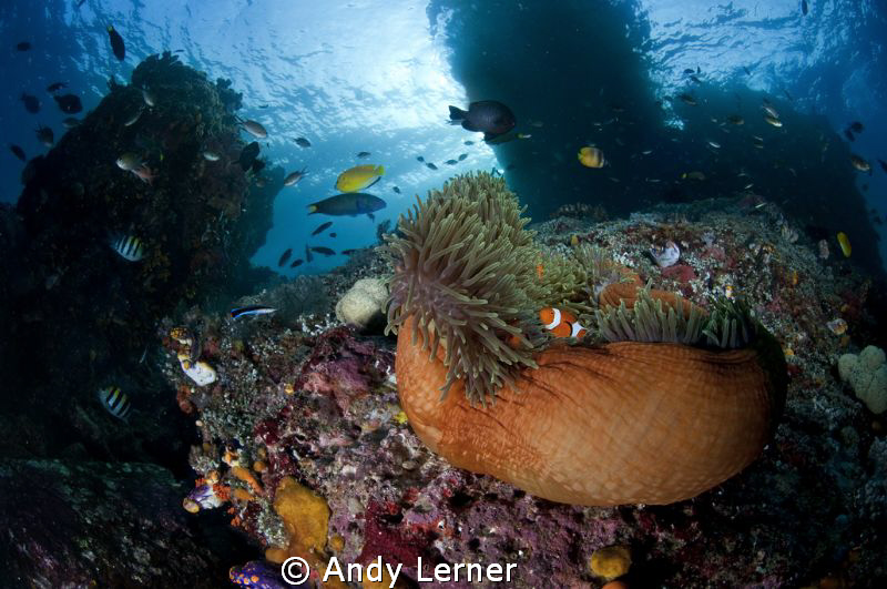Raja Ampat reef scene by Andy Lerner 