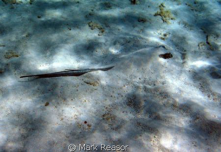 Southern stingray lying in wait. by Mark Reasor 