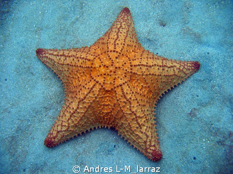 STAR. by Andres L-M_larraz 