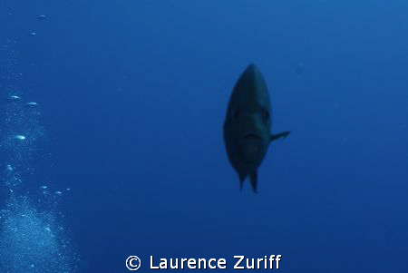 Fish coming toward me.  Off the South Coast of Antigua.  ... by Laurence Zuriff 