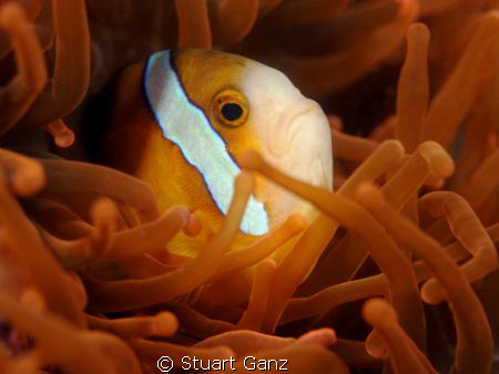 Clown fish swimming in an orange anemone. by Stuart Ganz 