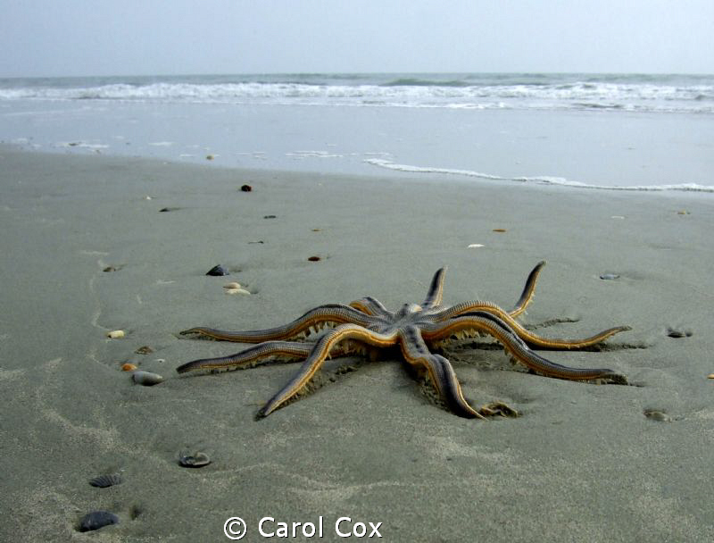This millipede sea star washed up while I was walking on ... by Carol Cox 