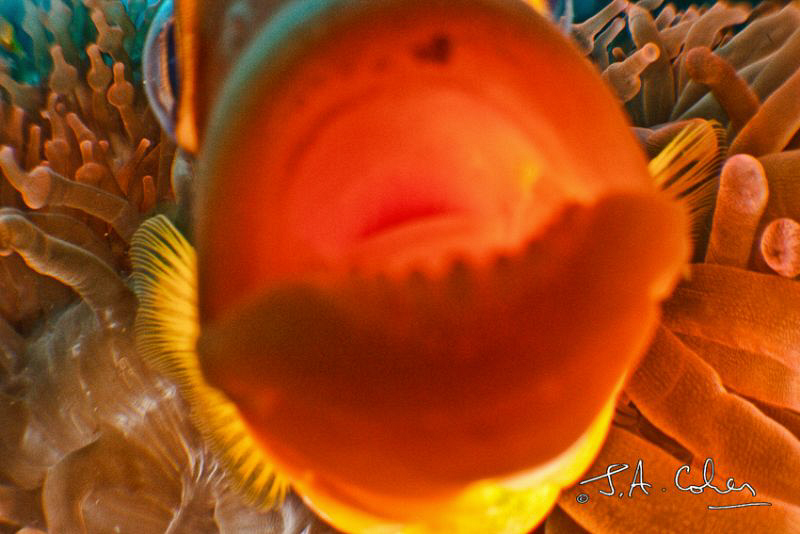 Anemone fish biting the lens by Julian Cohen 