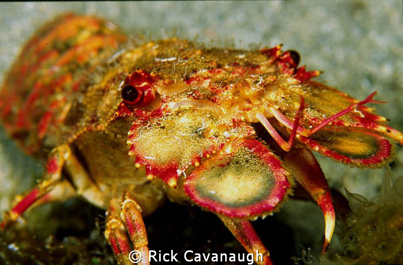 slipper lobster on a night dive.  Fuji Velvia Film by Rick Cavanaugh 