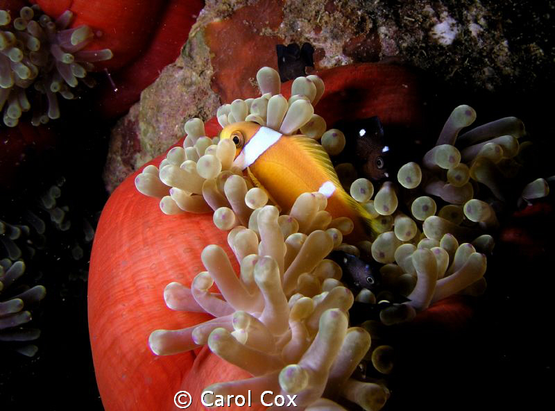 Anemone, full of life by Carol Cox 