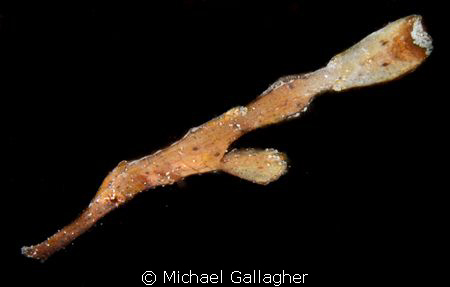 Robust ghost pipefish, Milne Bay, PNG by Michael Gallagher 