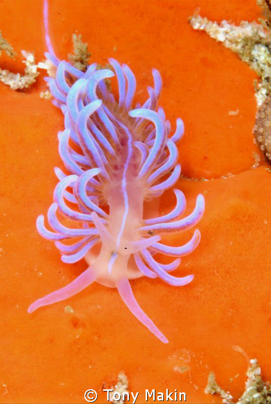 Nudibranch on sponge by Tony Makin 