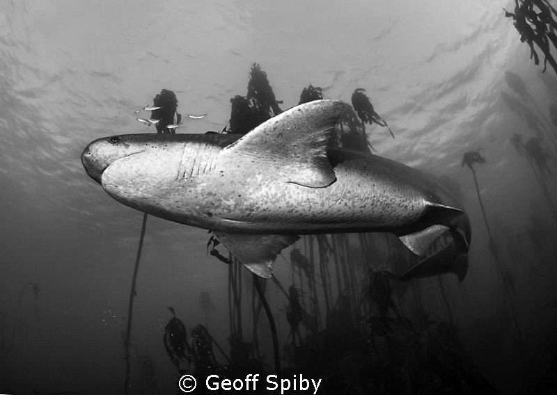 sevengill cowshark, False Bay, Cape Town by Geoff Spiby 