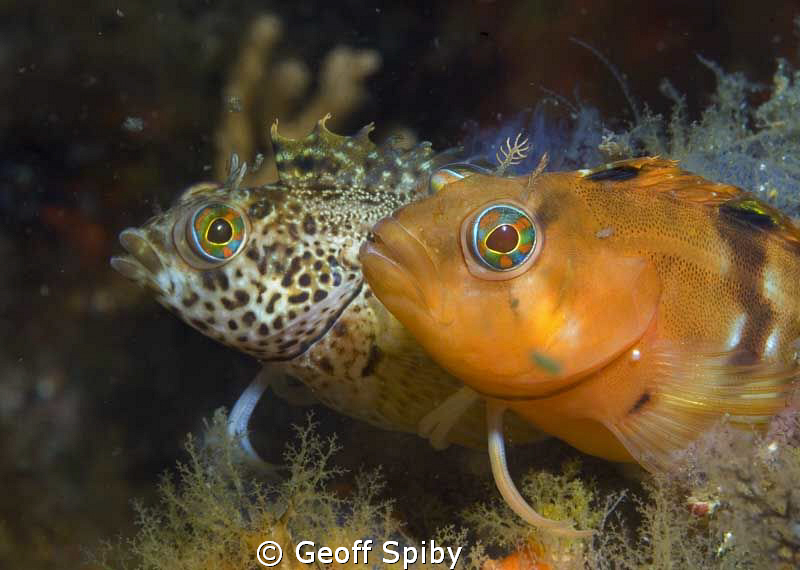 2 different coloured klipfish (clinids) in False Bay, Cap... by Geoff Spiby 
