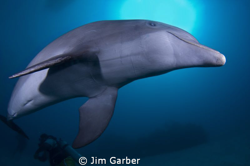 Playful dolphin in Roatan by Jim Garber 