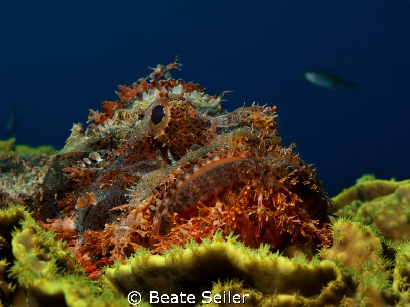 Scorpionfish , taken with Canon G10 at El Quadim by Beate Seiler 