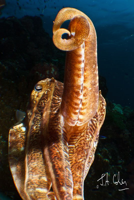 Cuttlefish by Julian Cohen 