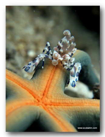 Harlequin Shrimp shot on compact - Natural light by Tim Ho 