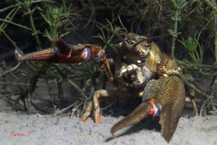 Noble crayfish  (Astacus astacus) by Sven Tramaux 