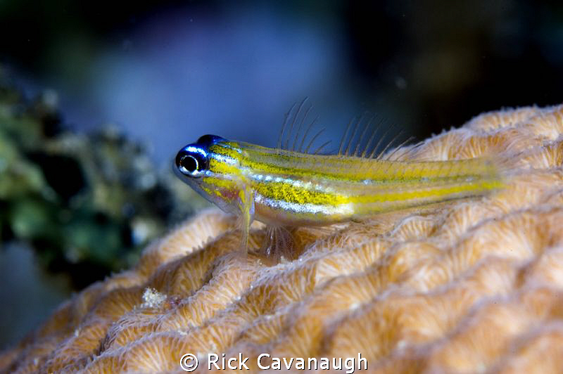 fish resting on coral by Rick Cavanaugh 