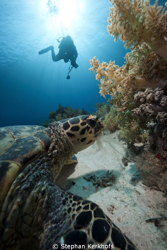 Hawksbill turtle feeding and an underwater photographer s... by Stephan Kerkhofs 