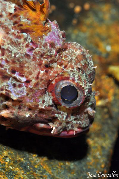 Little red scorpionfish by José Carvalho 