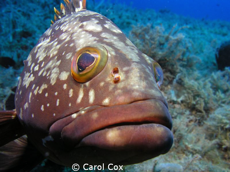 This grouper would not leave me alone.  During the entire... by Carol Cox 