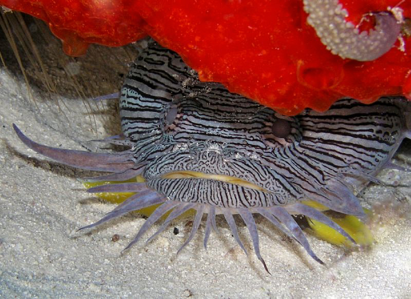 Splendid Toadfish, only found around the island of Cozume... by Carol Cox 