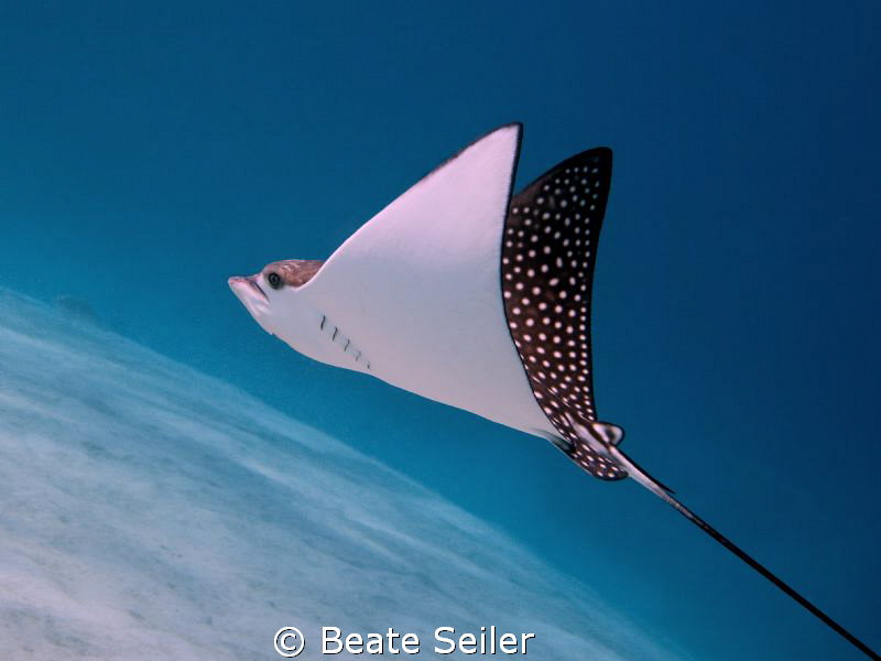 Eagle Ray at El Quadim , taken with Canon G10 by Beate Seiler 