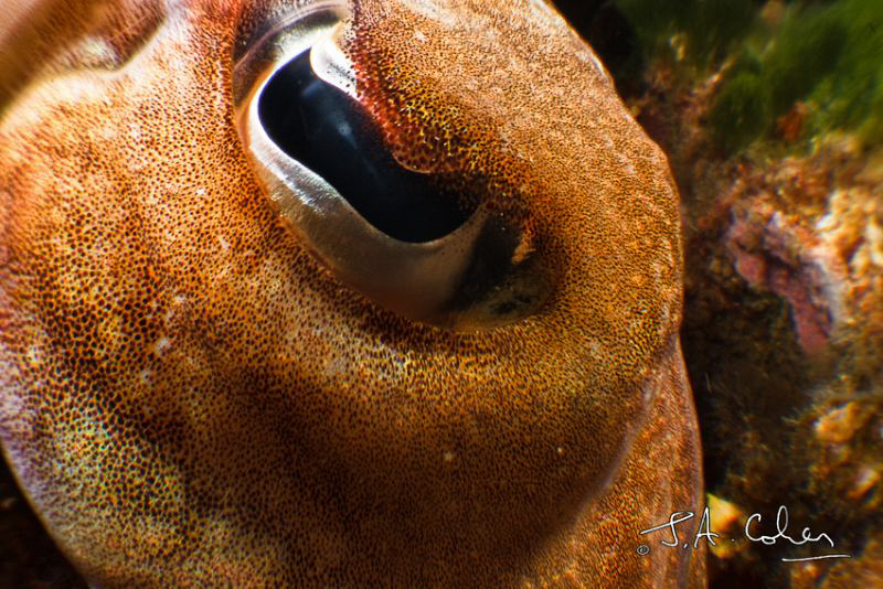 Cuttlefish Eye by Julian Cohen 