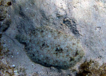 Peacock flounder blending in with the surroundings. by Mark Reasor 