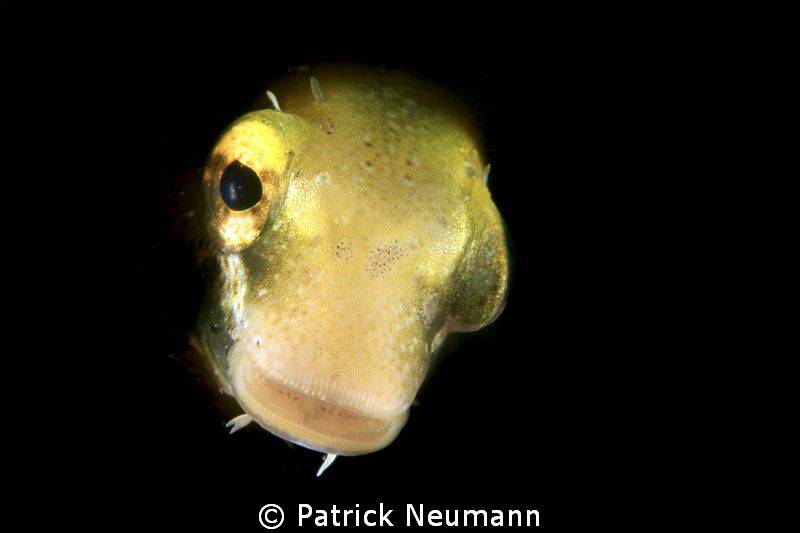 blenny taken with a snoot by Patrick Neumann 