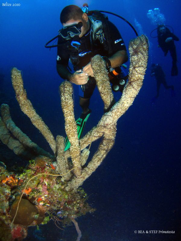 Alex looking at Brittle stars on sponges. Half Moon Caye,... by Bea & Stef Primatesta 