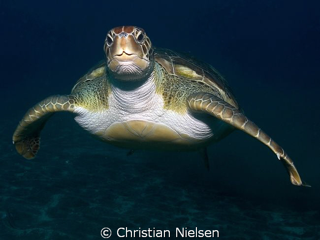 Green Turtle
One of the extremely friendly green turtles... by Christian Nielsen 
