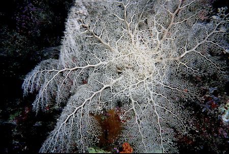 This big beautuful basket star fish i shot in palau on A ... by Michael Odonnell 