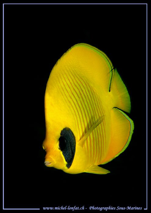 Butterfly Fish with a back background... Que du bonheur..... by Michel Lonfat 