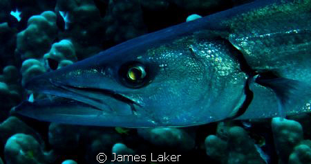 Barracuda Close Up by James Laker 