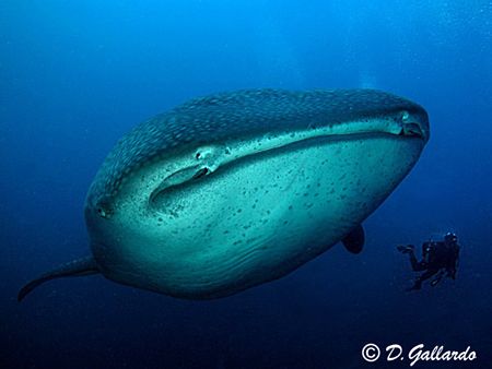 Mr.Big & Diver.
Photograph taken in Darwin,Galapagos Isl... by David Gallardo 