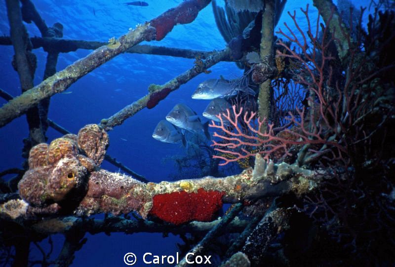 Bond Wreck, Nassau, Bahamas (scanned slide) by Carol Cox 