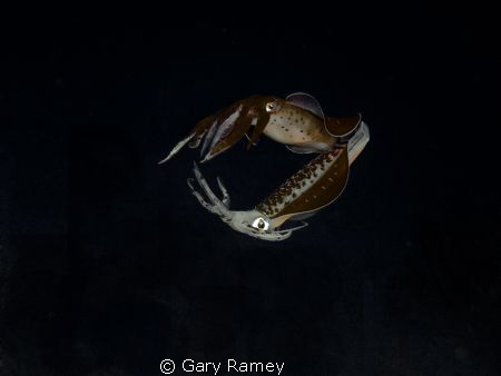 Mating Squid by Gary Ramey 