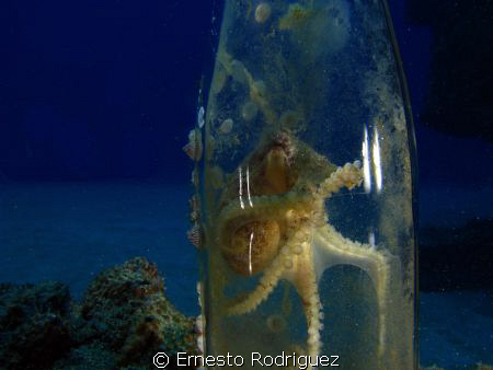 octopus in your home I found this litle octopus in your n... by Ernesto Rodriguez 